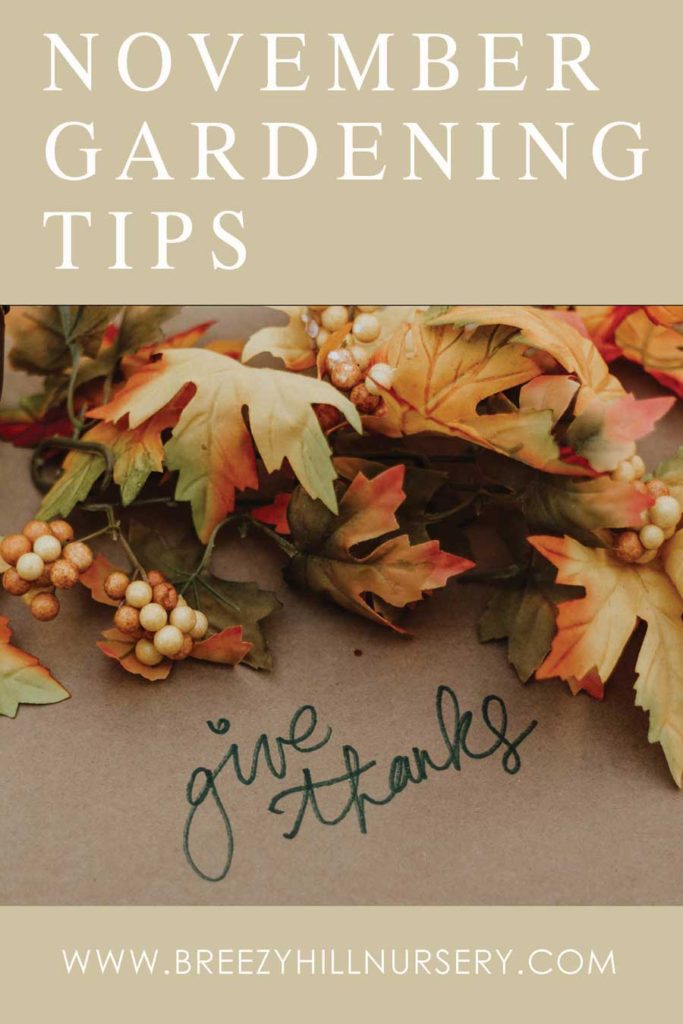 November-GardeningTips-2019---web