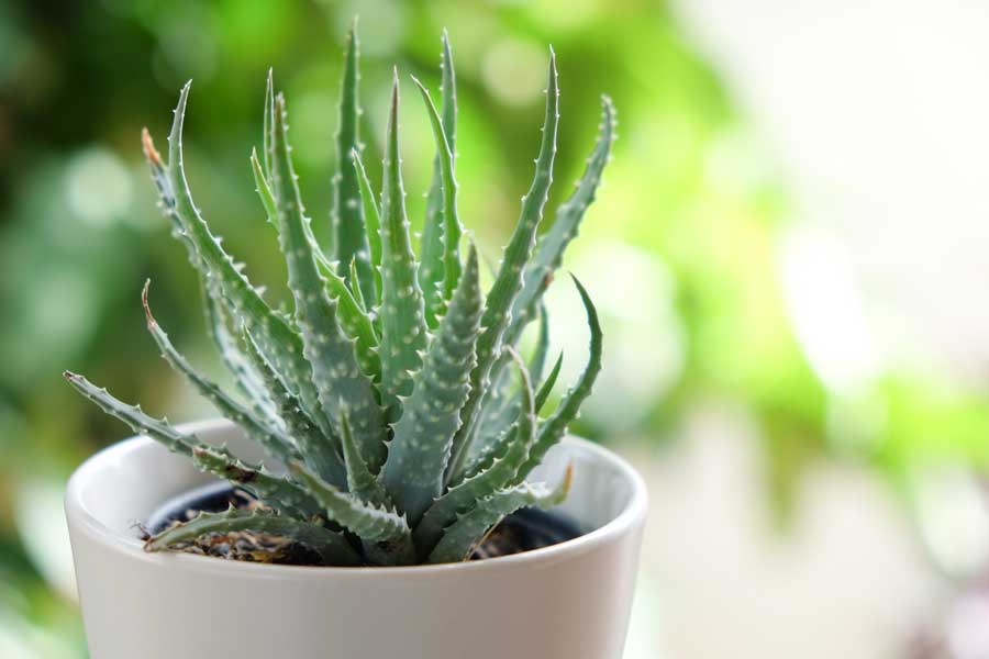 Aloe-Plant