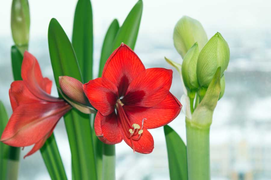 Amaryllis