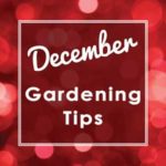 Dec-Tips-square-2019-web