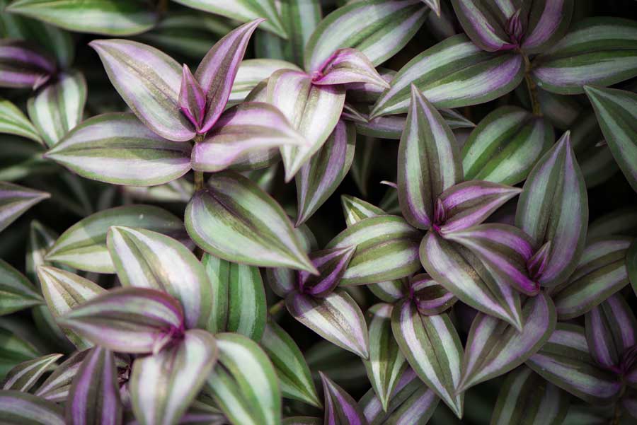 wandering jew plant actual name