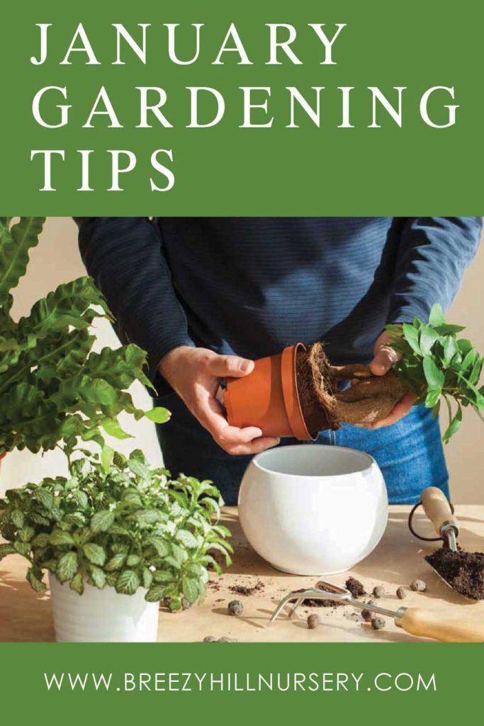 January-GardeningTips-2020---web