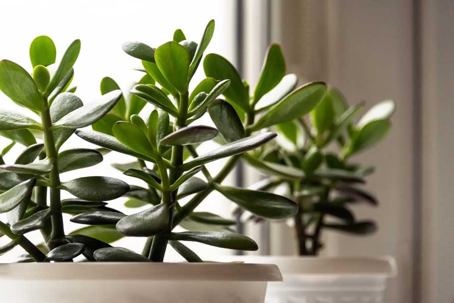 Jade-Plant