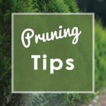 Pruning-2020-Tips-square-web