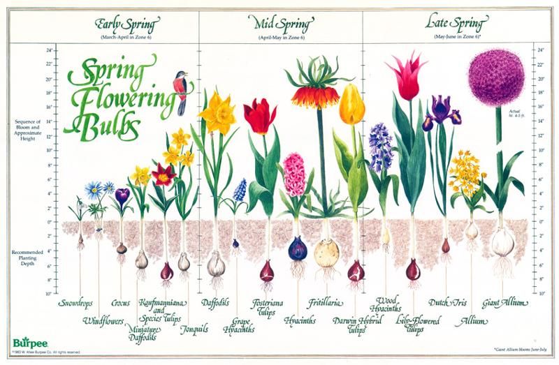 How to Plant for a Spring Garden - Hill Nursery