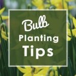 Bulb-Planting-2020-Tips-square--web