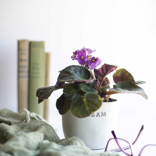 African-Violet