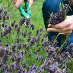 Cutting-Lavender-web