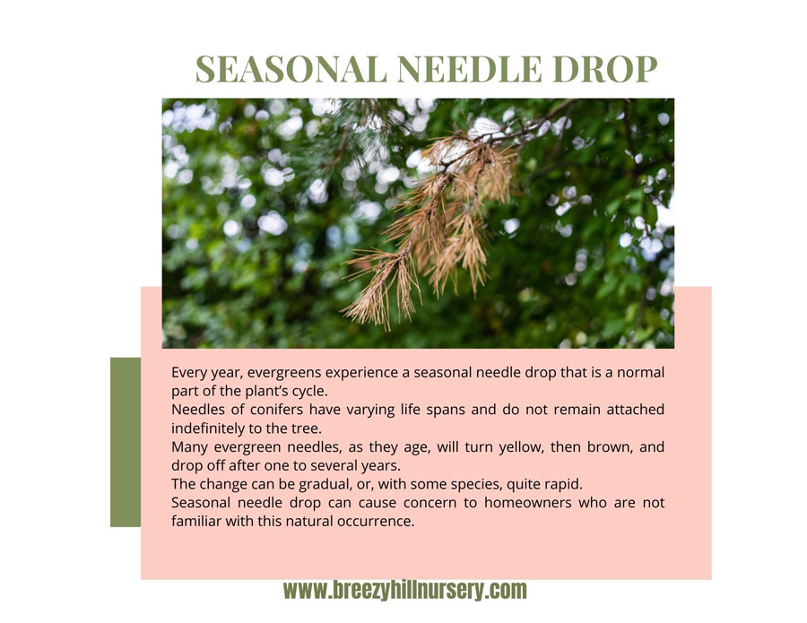 Seasonal-Needle-Drop